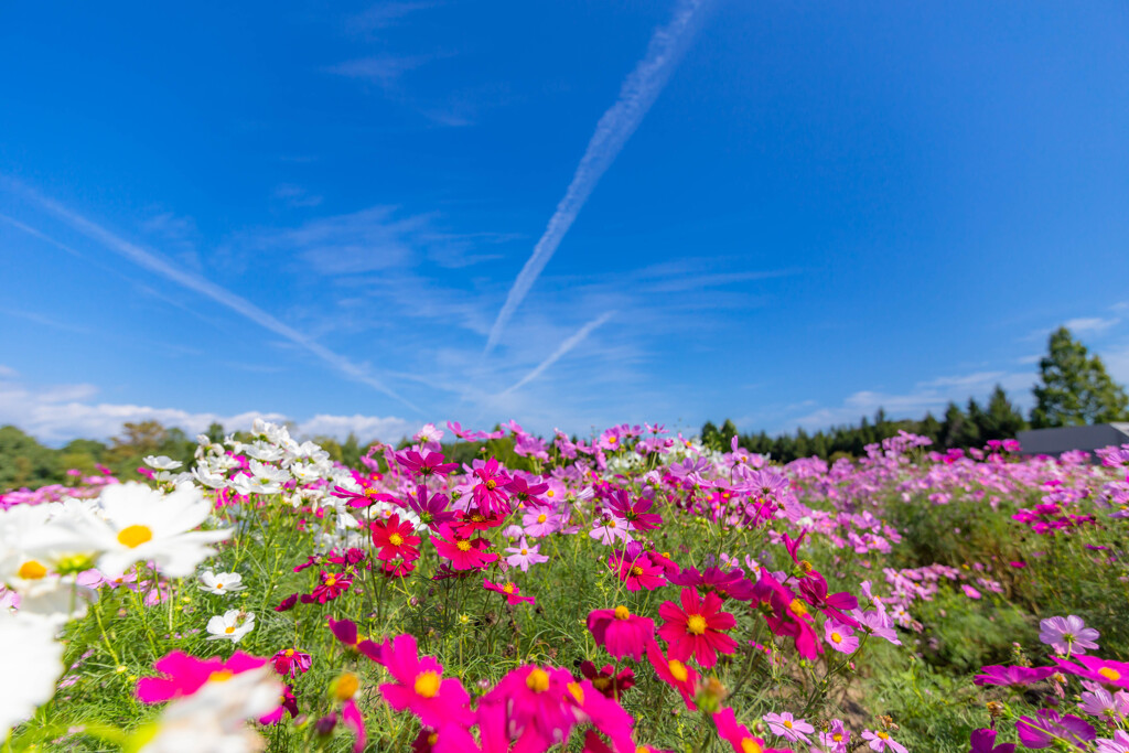 備北丘陵公園-6