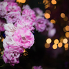 薔薇-2