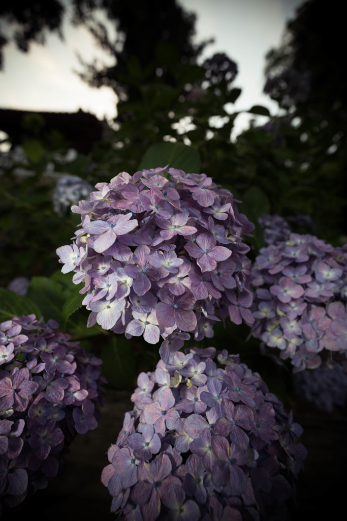 神宮寺の紫陽花-2