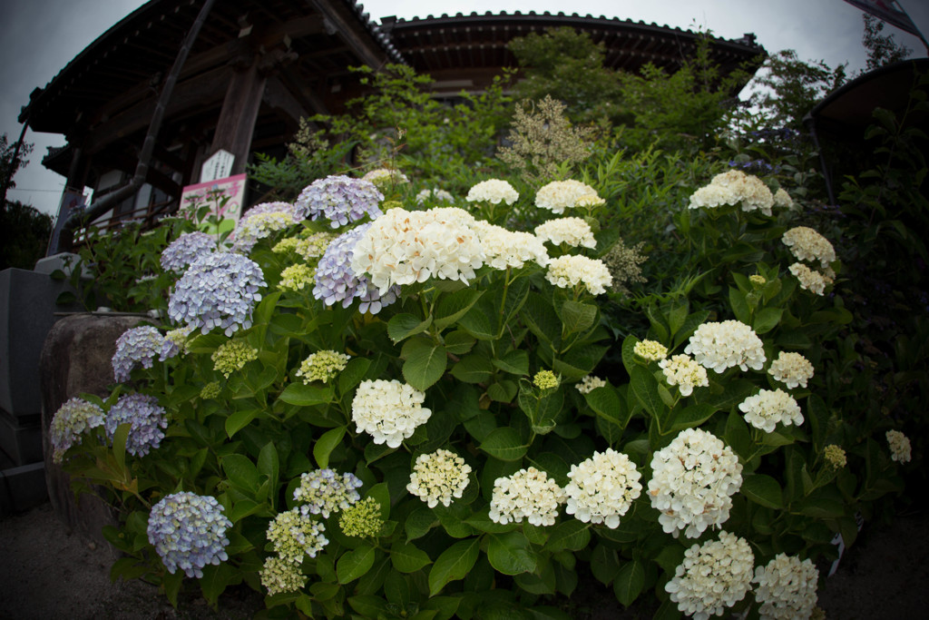 観音寺の紫陽花-1