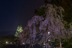 枝垂桜と岡山城。。。