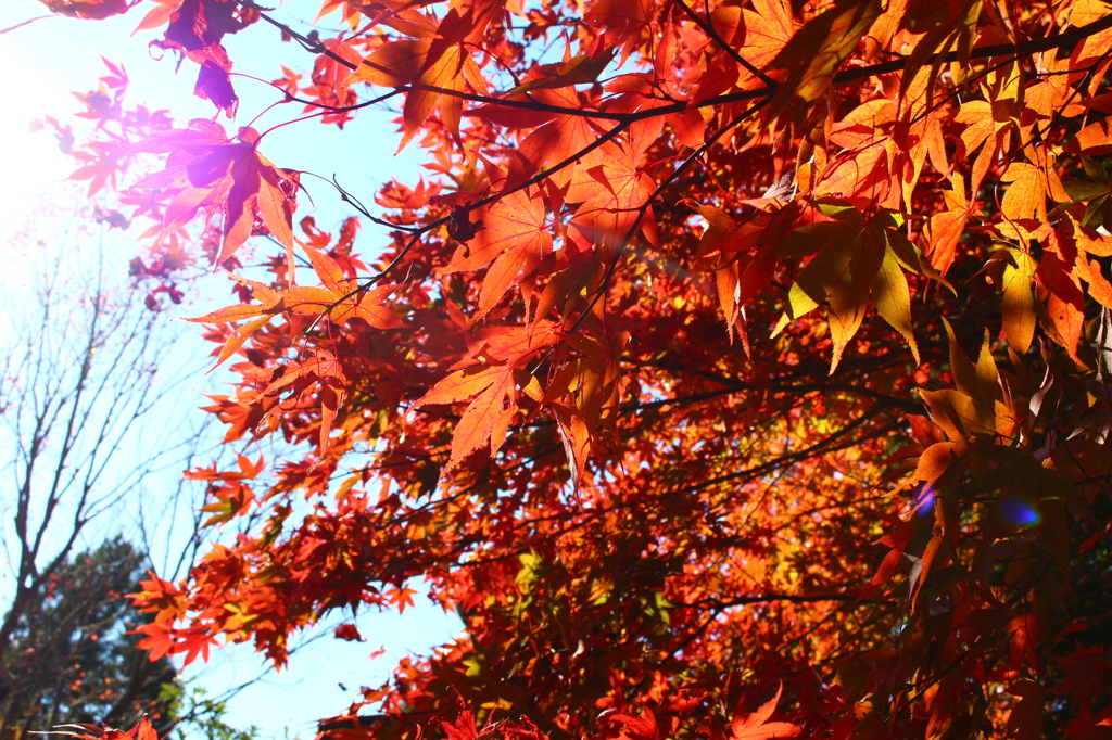 紅葉