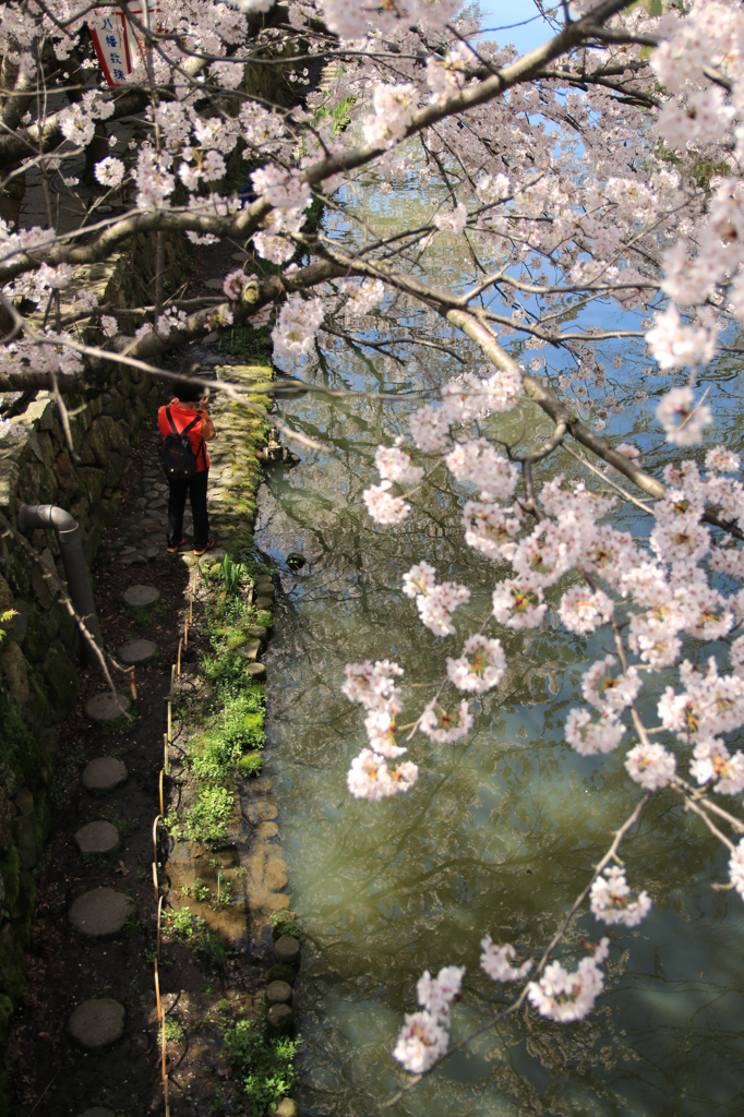 八幡堀と桜 02