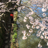 八幡堀と桜 02