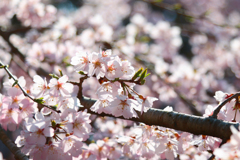 醍醐寺の桜08