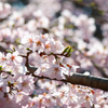 醍醐寺の桜08