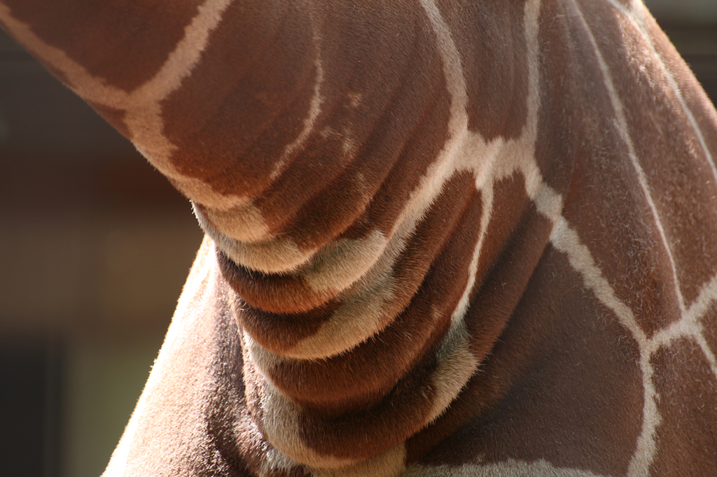 上野動物園 07