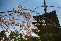 醍醐寺の桜01
