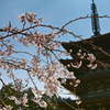 醍醐寺の桜01