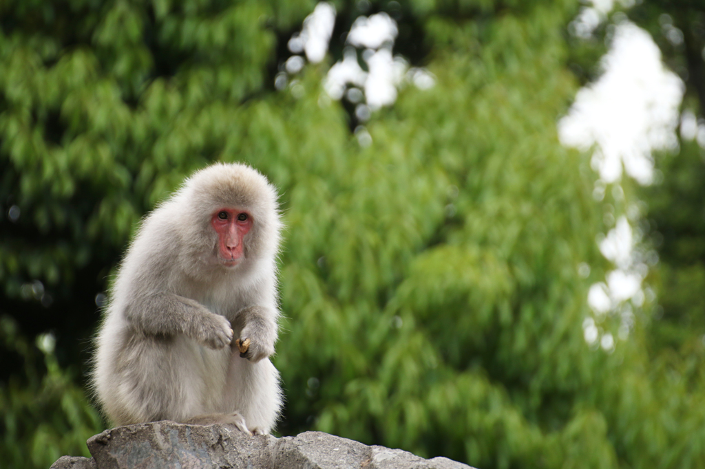 上野動物園 13