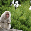 上野動物園 13