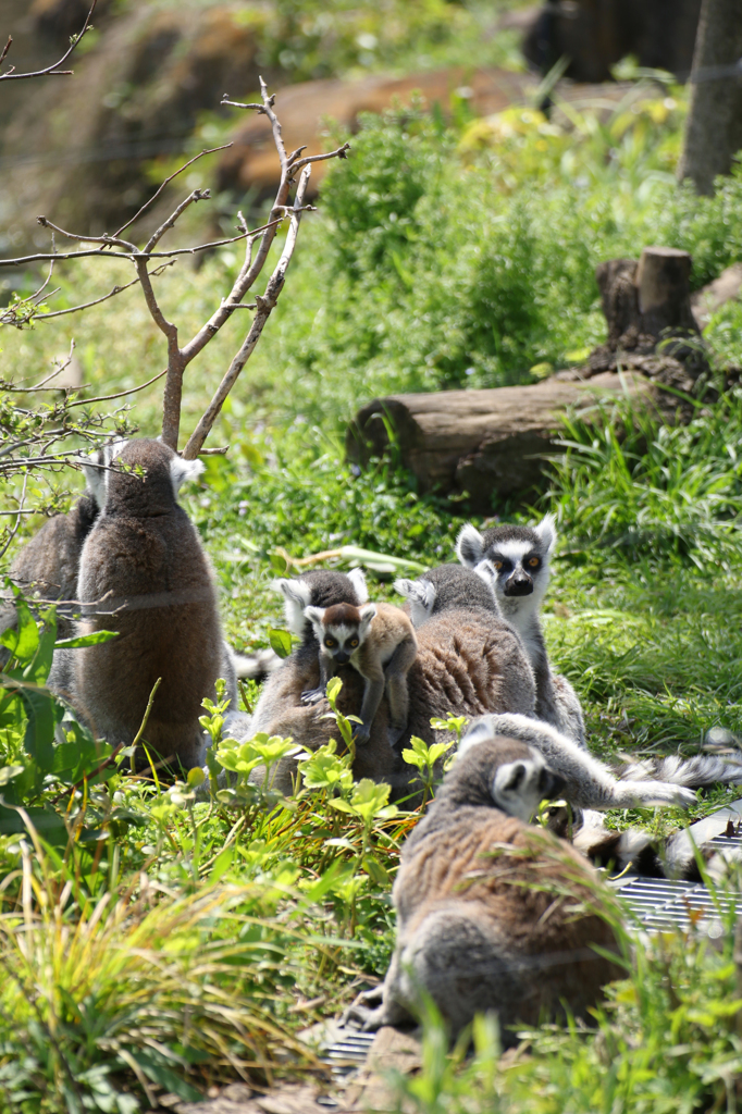 上野動物園 06