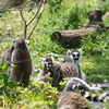 上野動物園 06