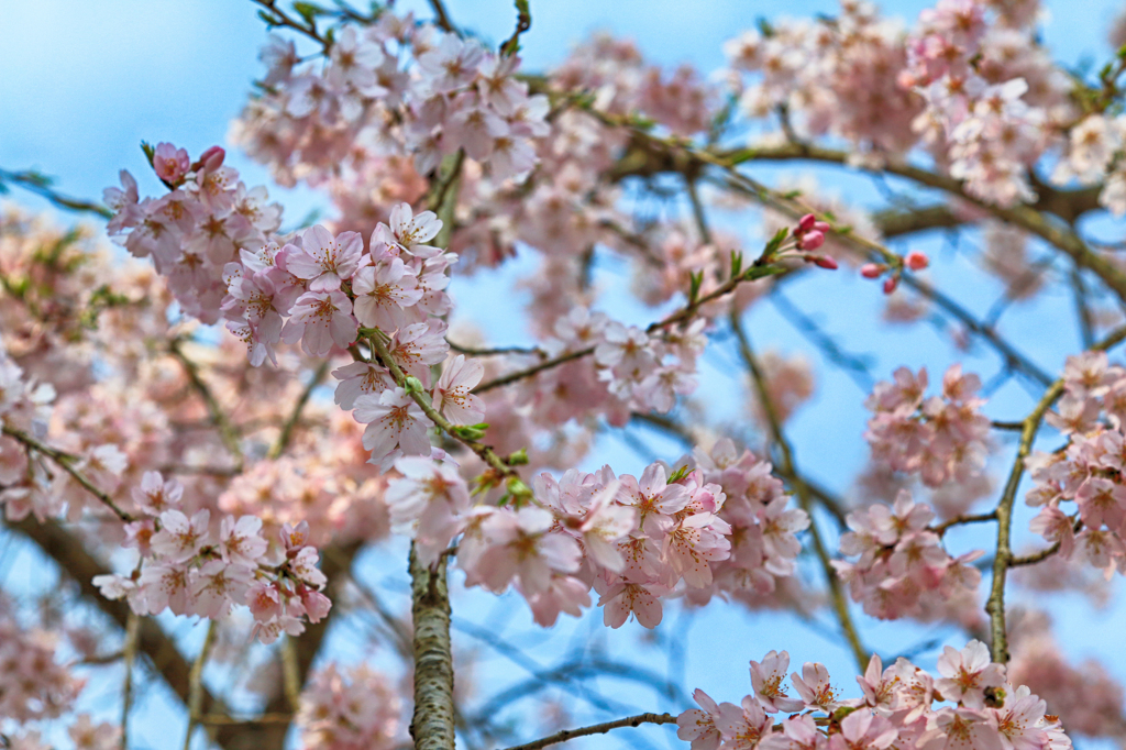 醍醐寺の桜03