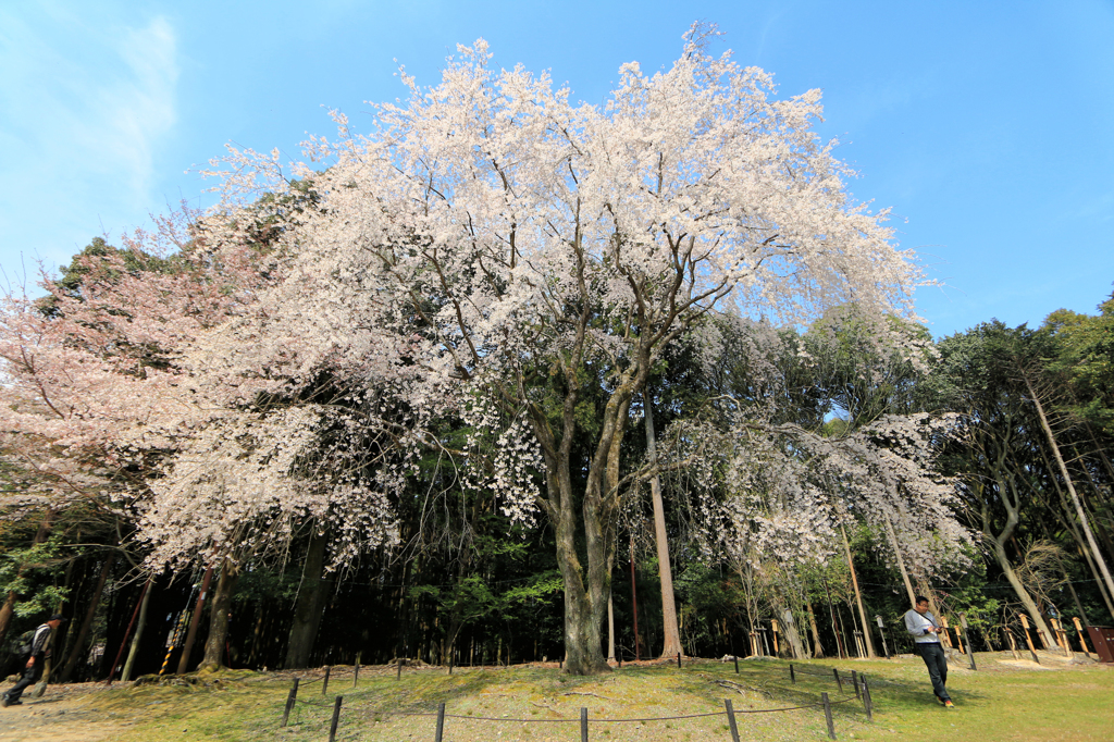 醍醐寺の桜04