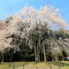 醍醐寺の桜04