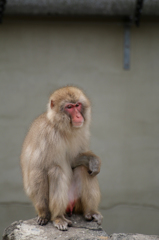 上野動物園 11