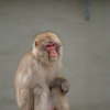 上野動物園 11