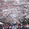 醍醐寺の桜06