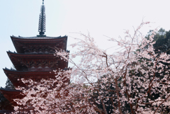 醍醐寺の桜07