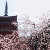 醍醐寺の桜07