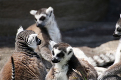 上野動物園 05