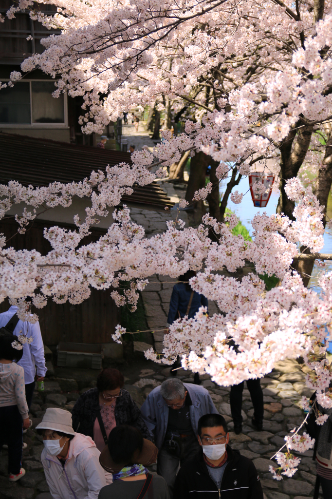 八幡堀と桜 01