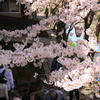 八幡堀と桜 01