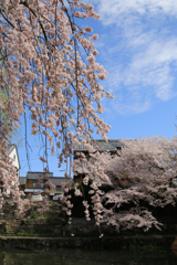 八幡堀と桜 06