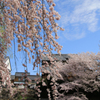八幡堀と桜 06