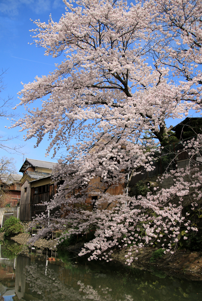 八幡堀と桜 07