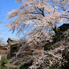 八幡堀と桜 07