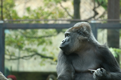 上野動物園 12