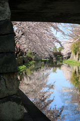 八幡堀と桜 03
