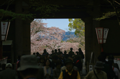 醍醐寺の桜05
