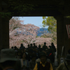醍醐寺の桜05