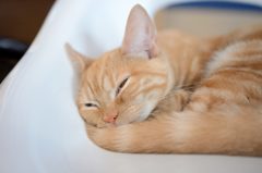 アヘ顔猫