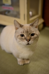 おやつが欲しいな…