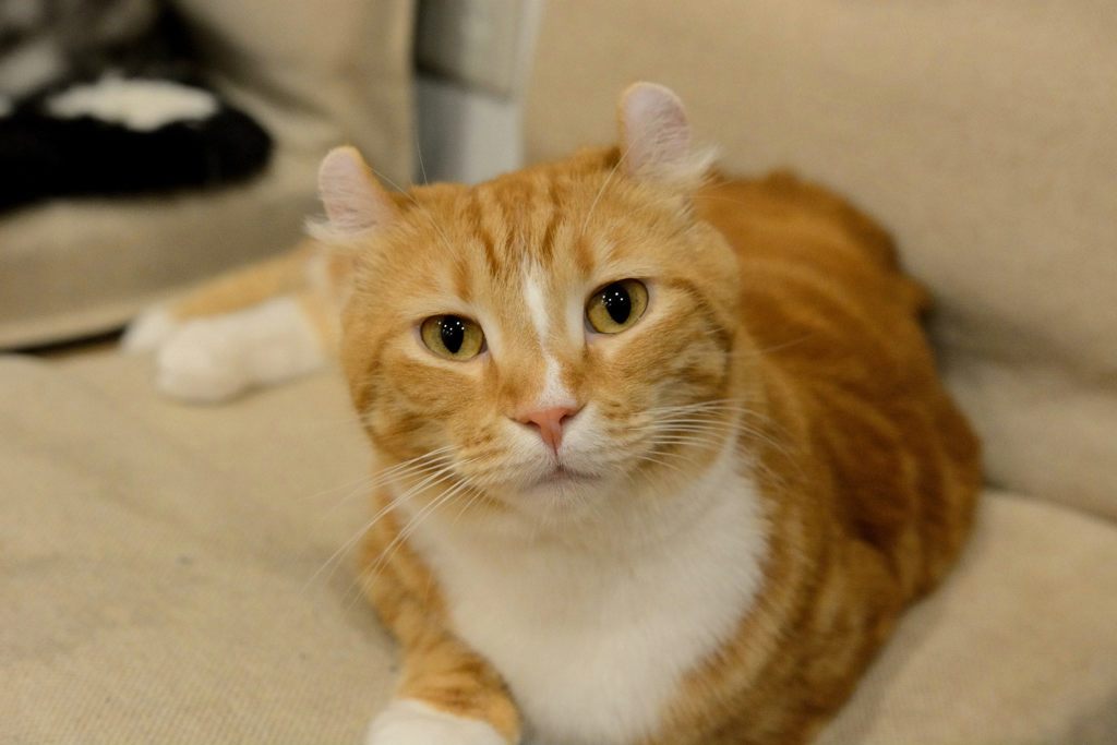 むくり…