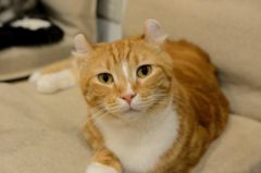 むくり…