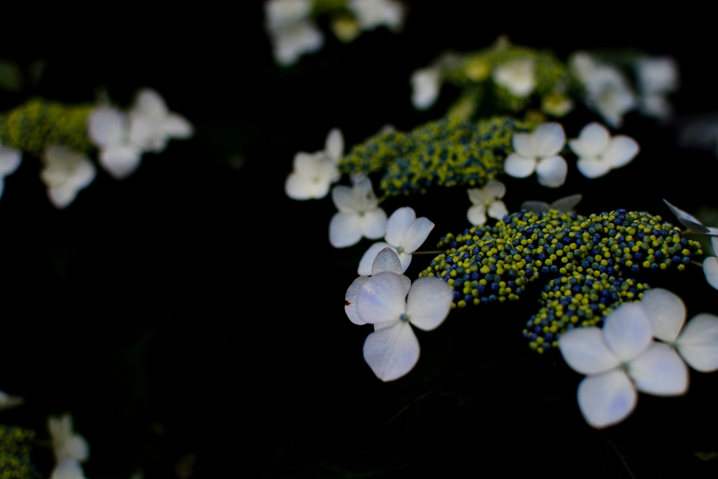 20150606165410_0079_NIKON D7100