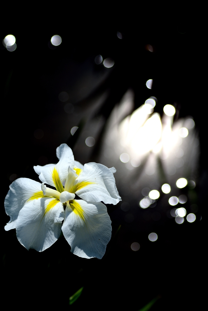20150607140514_0005_NIKON D7100