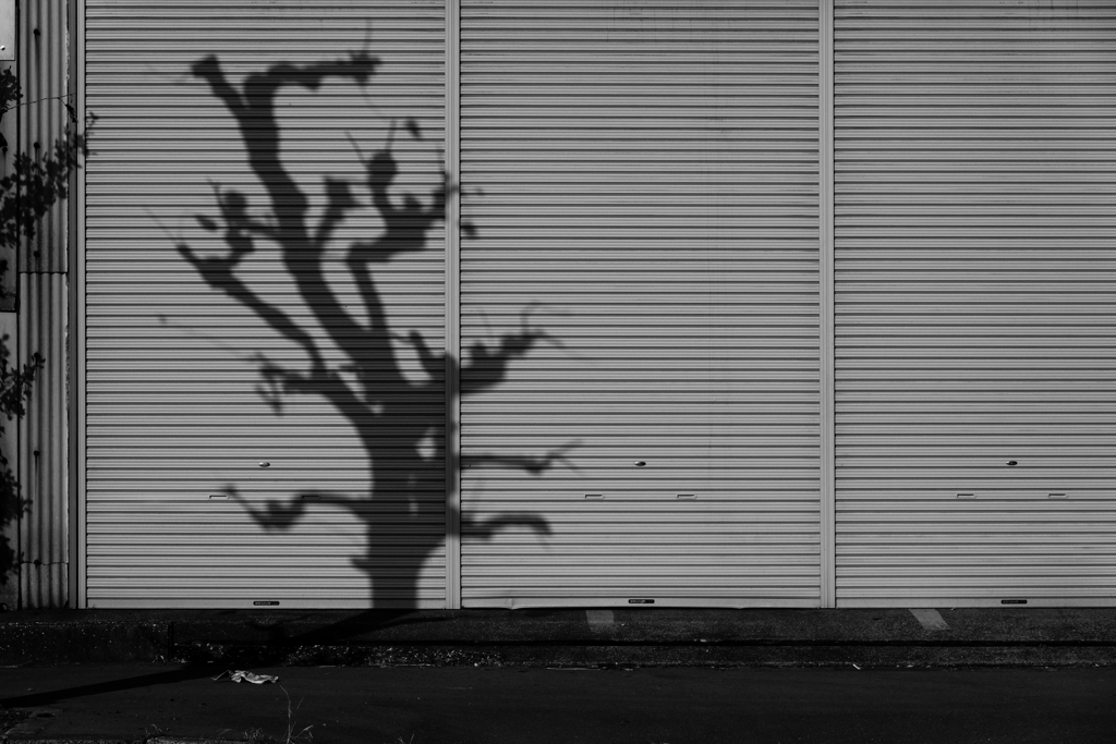 20211120_125333__100mm_ISO125_F7.1_Tv125