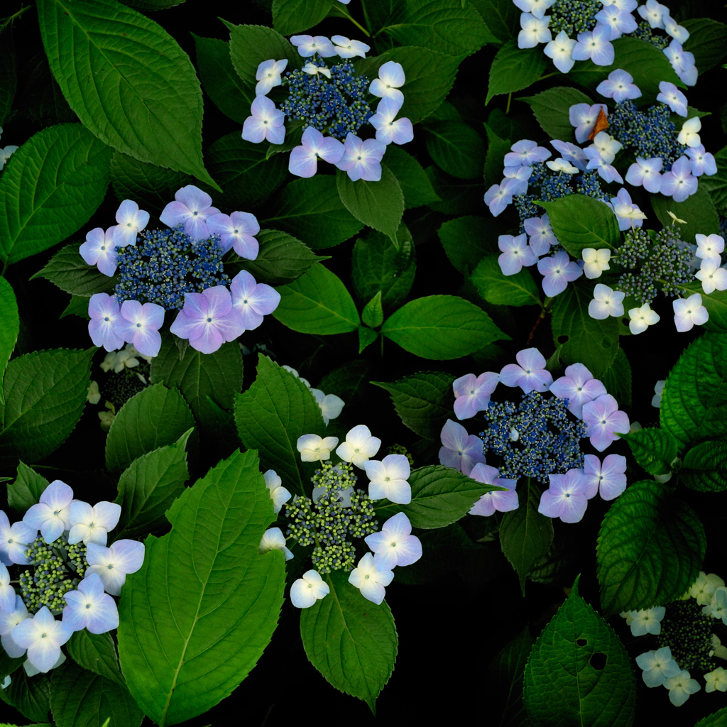 20110619151820_NIKON CORPORATION_NIKON D