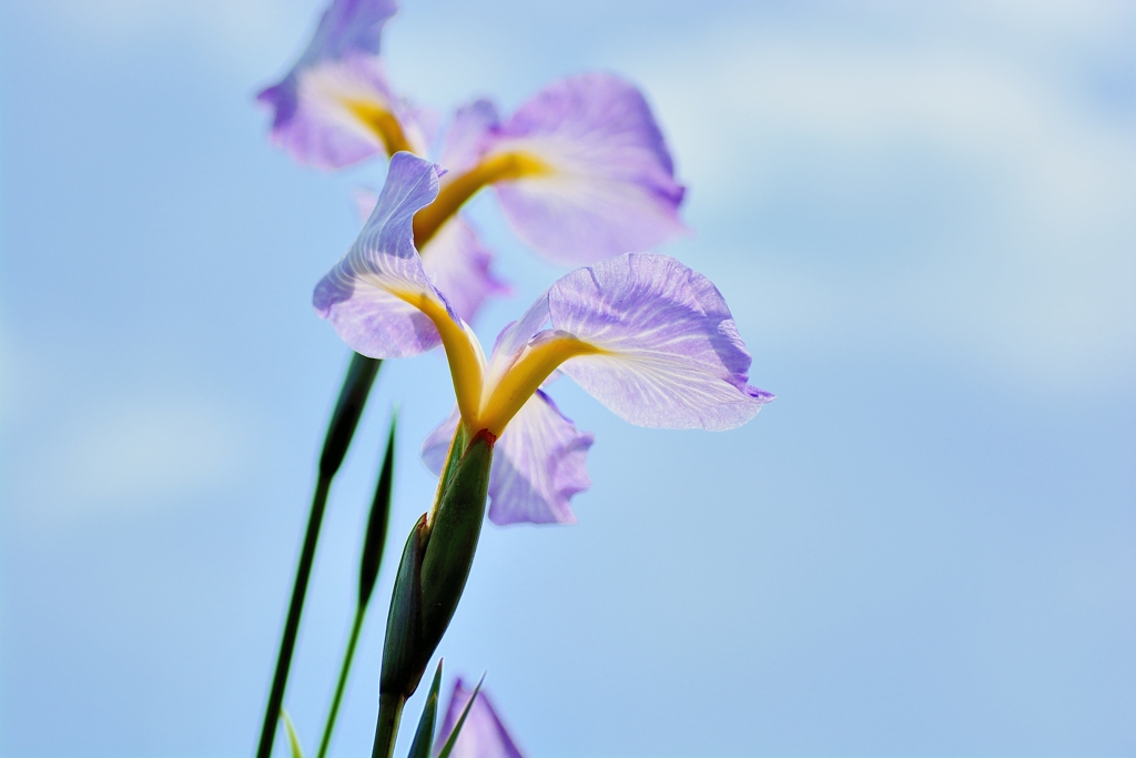 20150607130526_0000_NIKON D7100