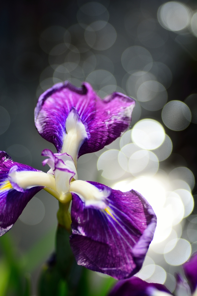 20150607142219_0007_NIKON D7100
