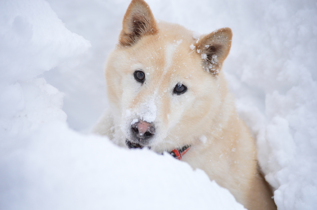 野生犬