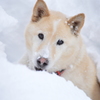 野生犬