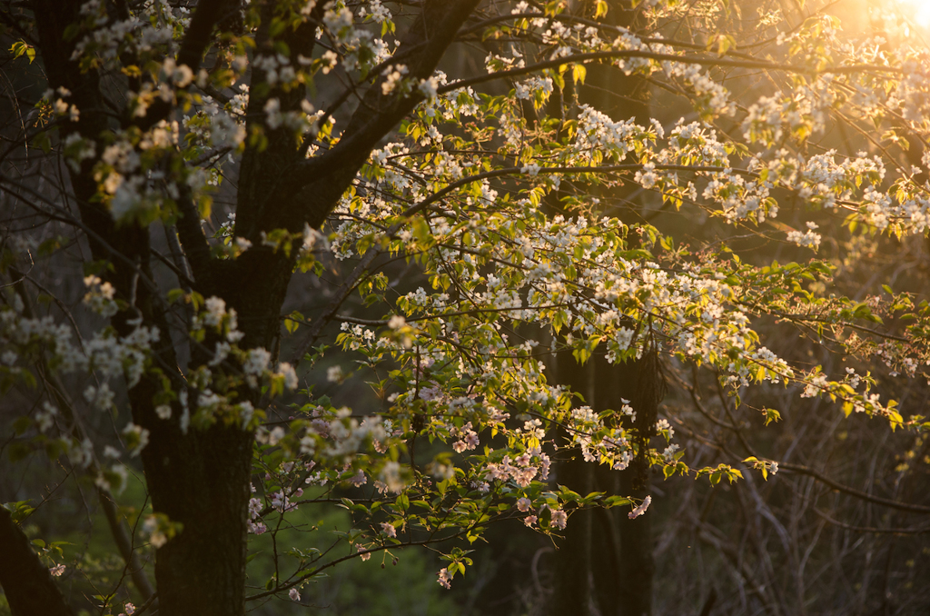葉桜