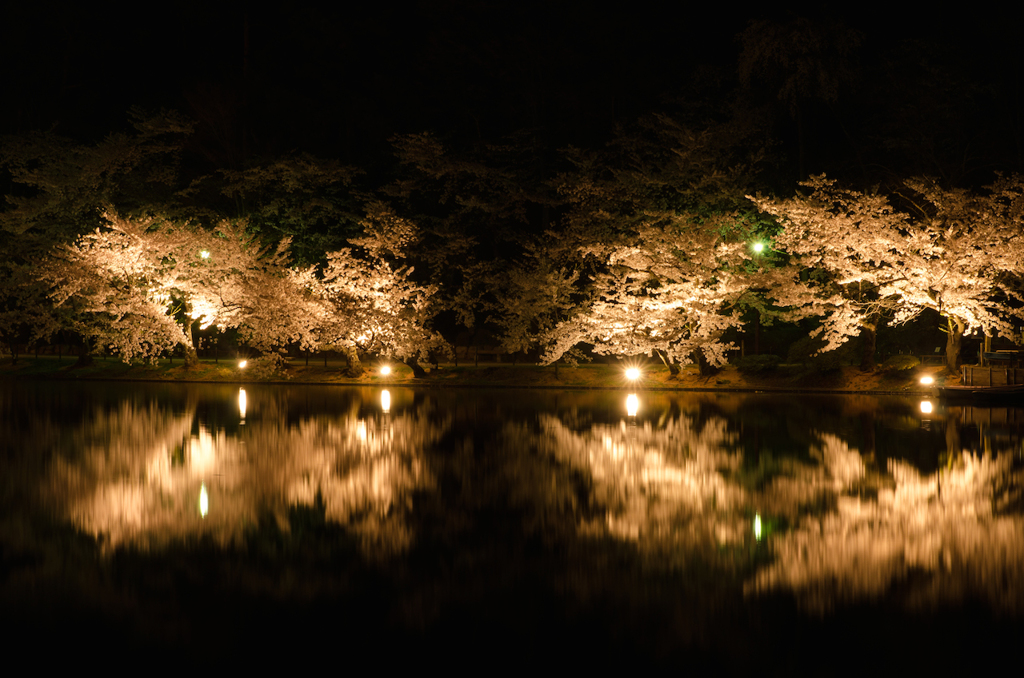 桜コントラスト